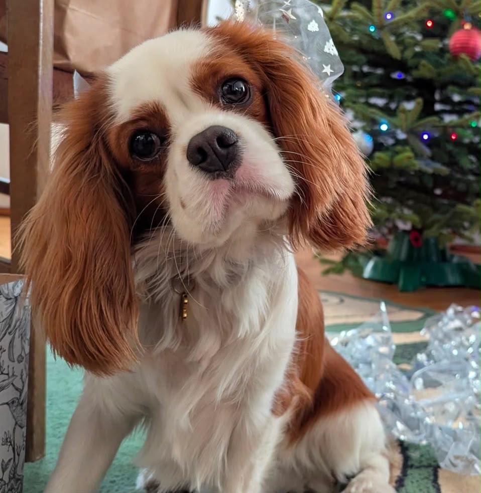 Cavalier dog client artwork